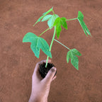 Papaya Plant Sapling (1pc)