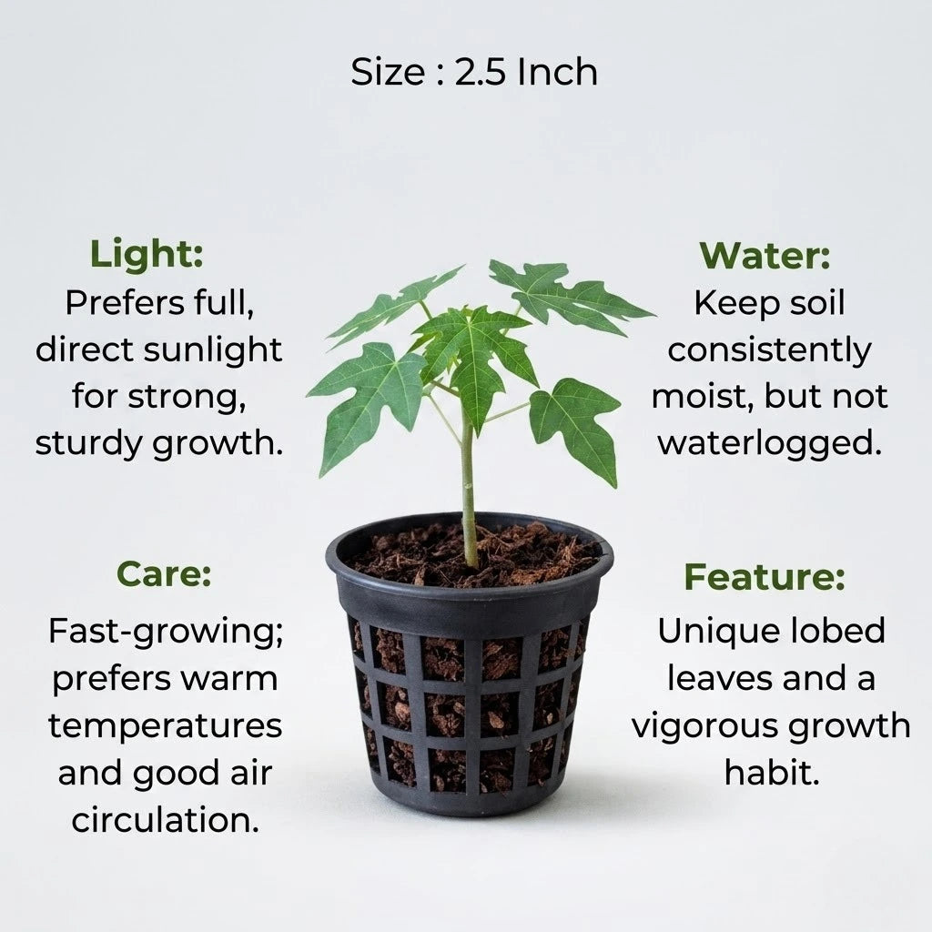 Papaya Plant Sapling (1pc)