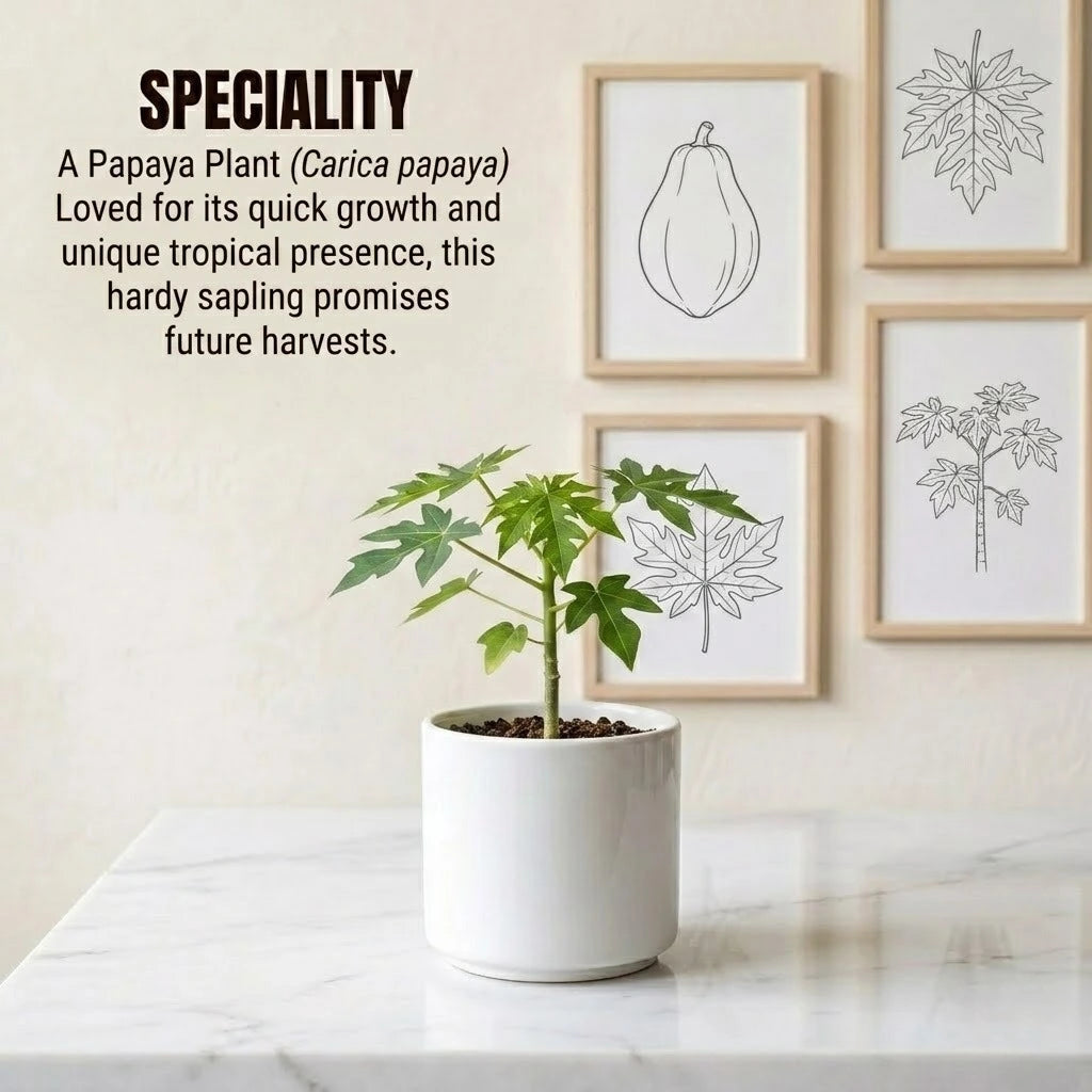 Papaya Plant Sapling (1pc)