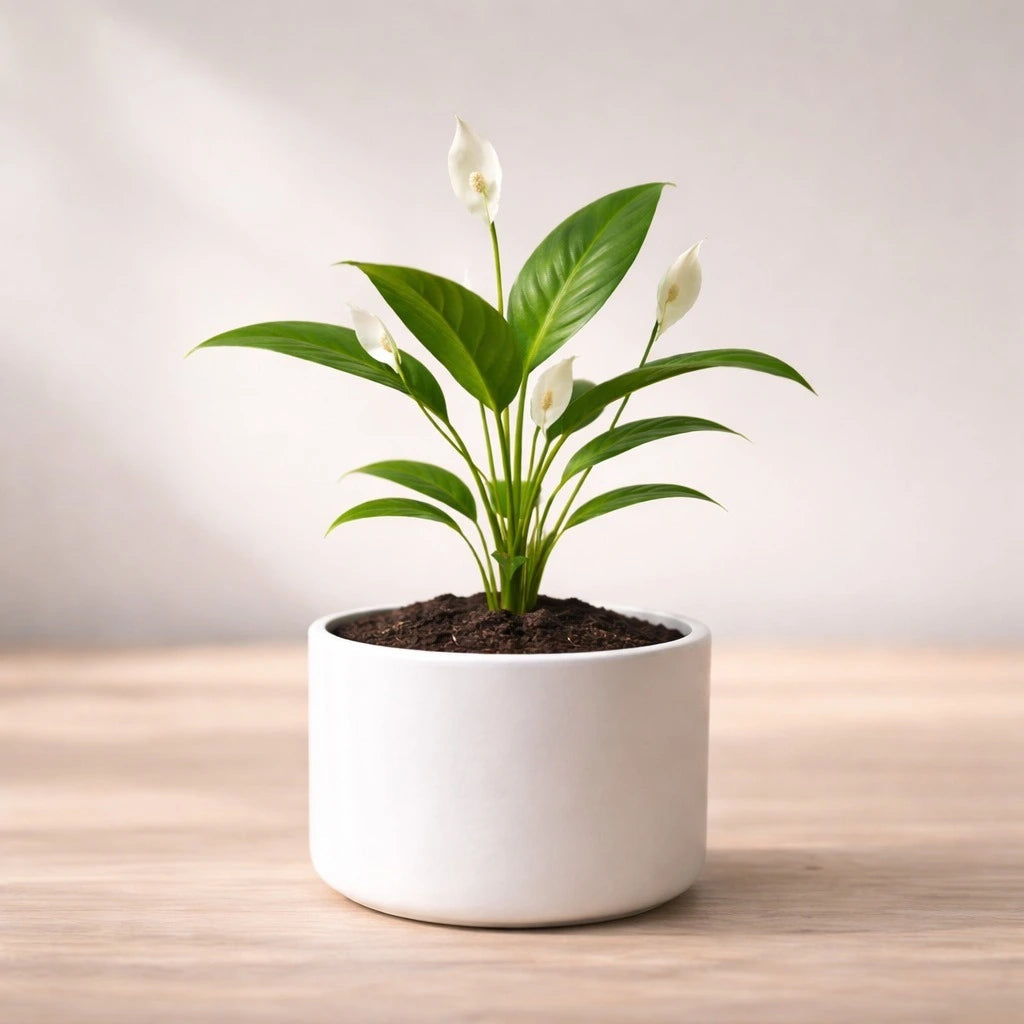 Peace Lily Plant Combo (Pack of 7)