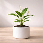 Peace Lily Plant Sapling (1pc)