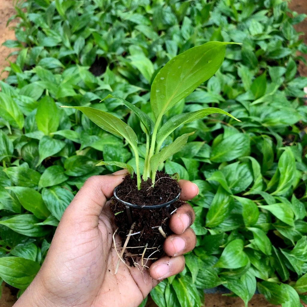 Peace Lily Plant Sapling (1pc)