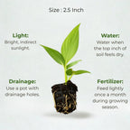 Peace Lily Plant Sapling (1pc)