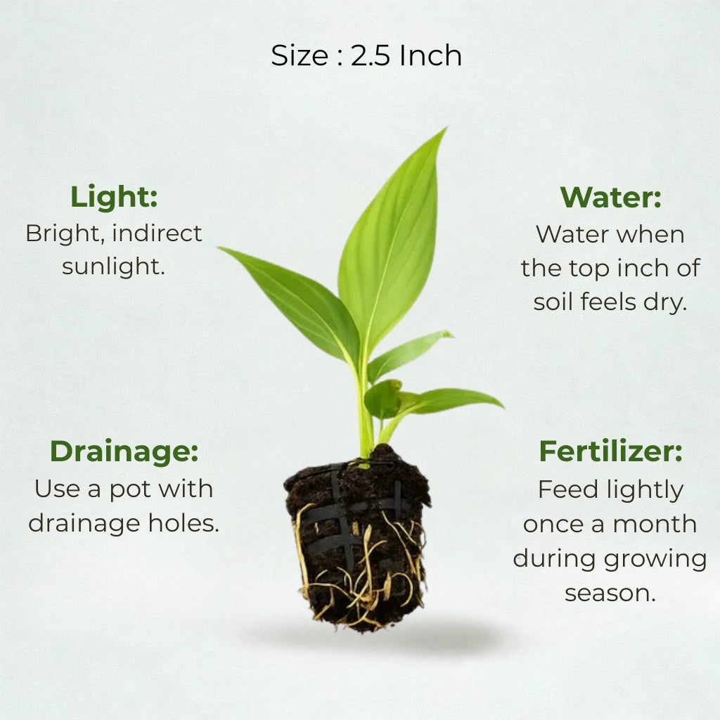 Peace Lily Plant Sapling (1pc)