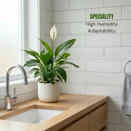 Peace Lily Plant Sapling (1pc)