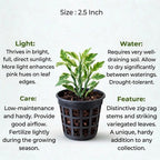 Pedilanthus Jurassic Park Plant Sapling(1Pc)