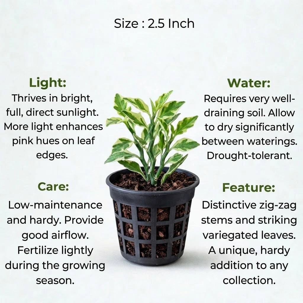 Pedilanthus Jurassic Park Plant Sapling(1Pc)
