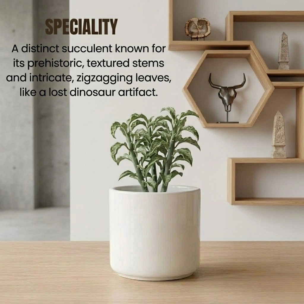 Pedilanthus Jurassic Park Plant Sapling(1Pc)