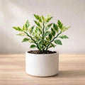 Pedilanthus Variegated Jurassic Park Plant Sapling(1Pc)
