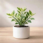 Pedilanthus Variegated Jurassic Park Plant Sapling(1Pc)