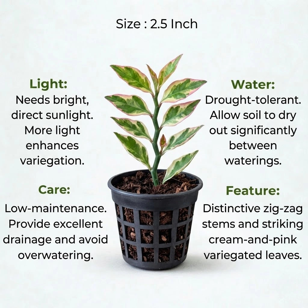 Pedilanthus Variegated Jurassic Park Plant Sapling(1Pc)