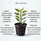 Pedilanthus Variegated Jurassic Park Plant Sapling(1Pc)