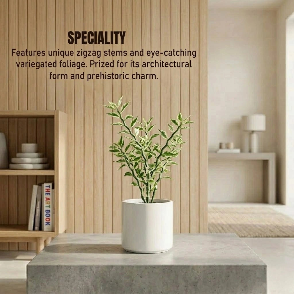 Pedilanthus Variegated Jurassic Park Plant Sapling(1Pc)
