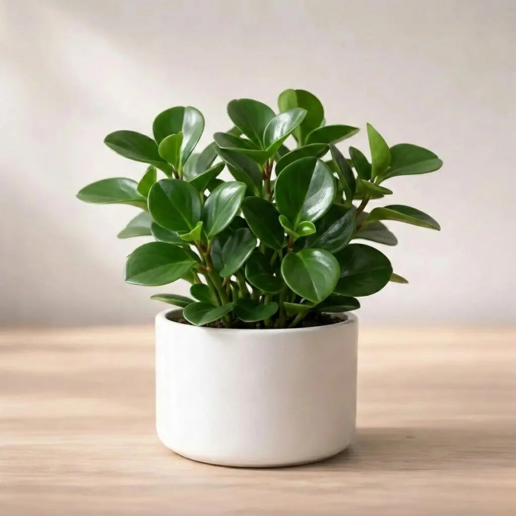 Peperomia Green Plant Sapling (1Pc)