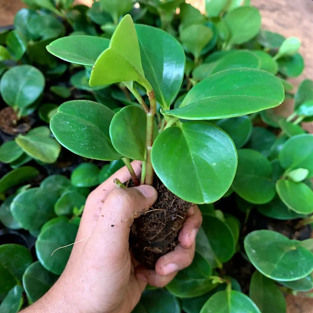 Peperomia Green Plant Sapling (1Pc)
