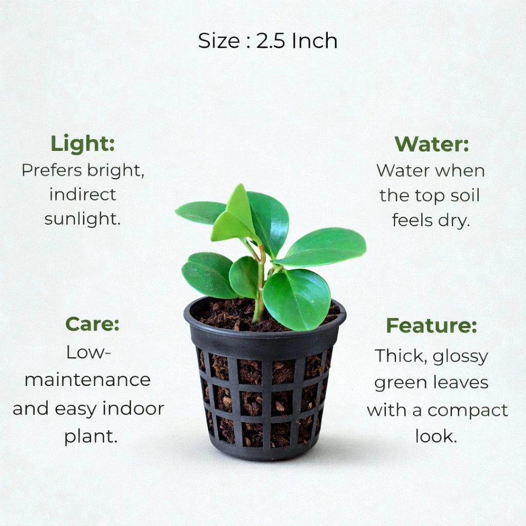 Peperomia Green Plant Sapling (1Pc)