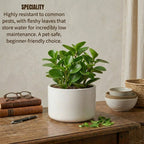 Peperomia Green Plant Sapling (1Pc)