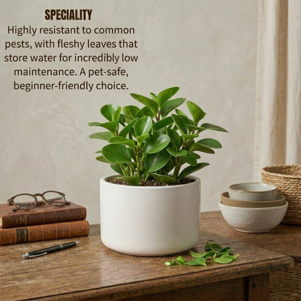 Peperomia Green Plant Sapling (1Pc)