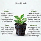 Peperomia Obtusifolia Variegated Sapling (1pc)