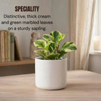 Peperomia Obtusifolia Variegated Sapling (1pc)