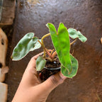 Philodendron Billietiae Plant Sapling (1pc)