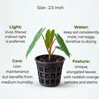 Philodendron Billietiae Plant Sapling (1pc)