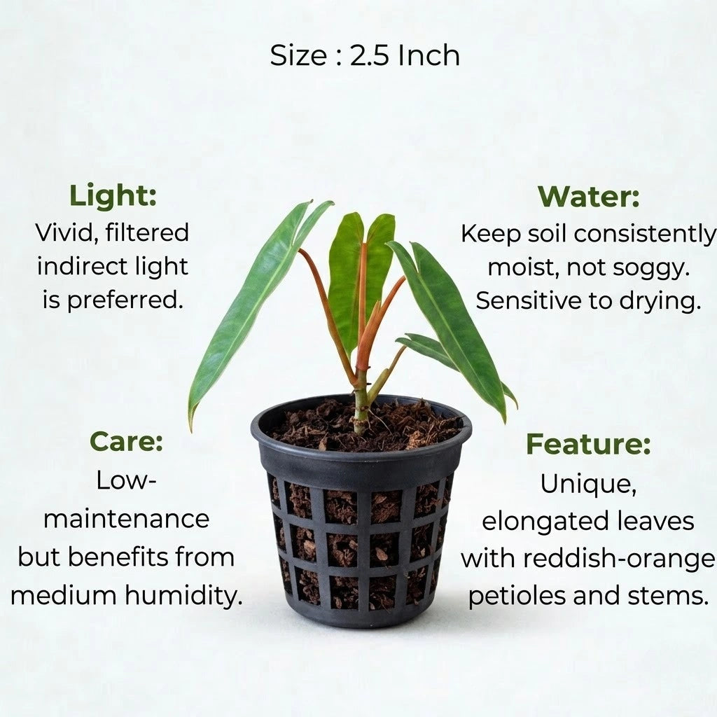 Philodendron Billietiae Plant Sapling (1pc)