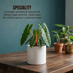 Philodendron Billietiae Plant Sapling (1pc)