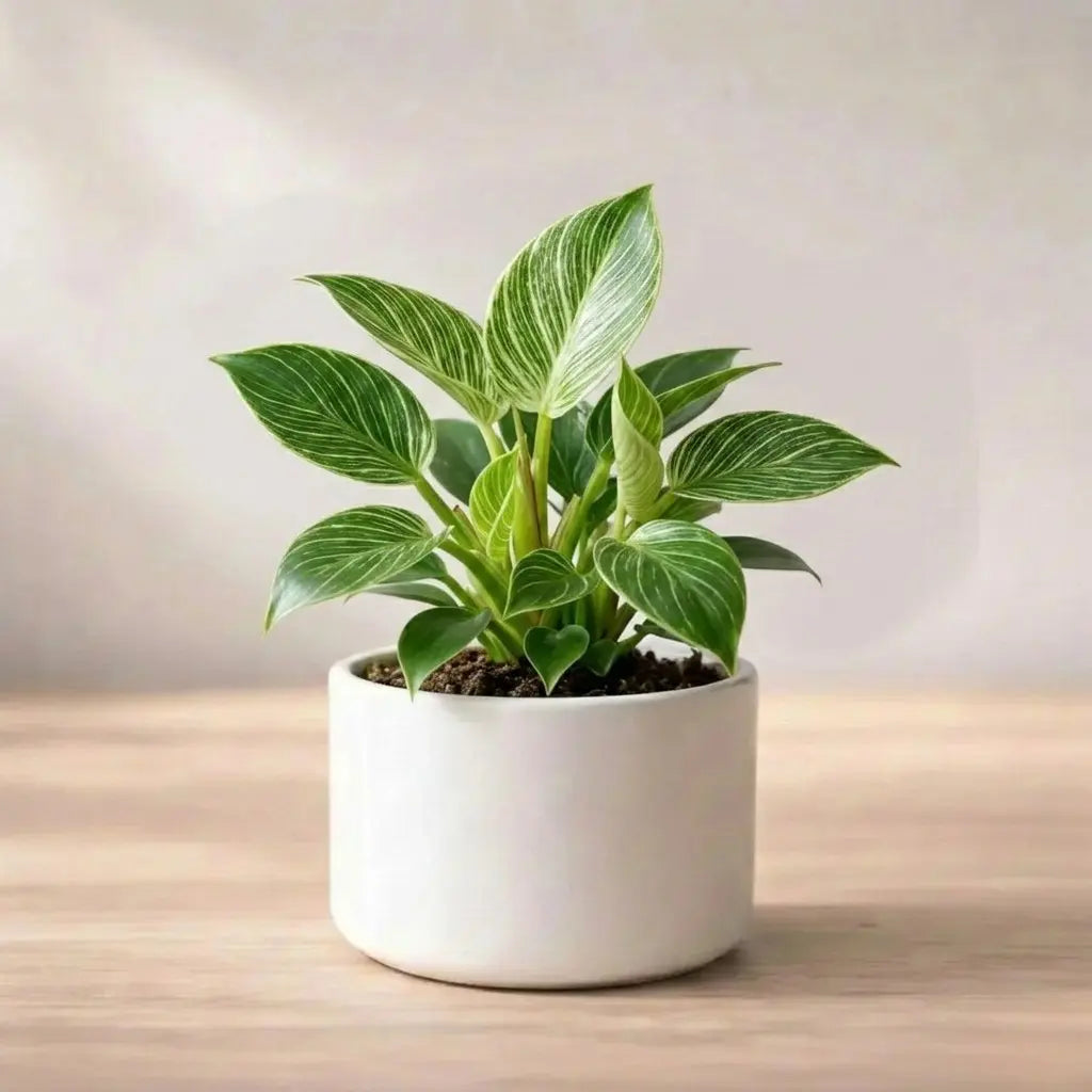 Philodendron Birkin Plant Sapling (1pc)