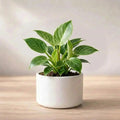 Philodendron Birkin Plant Sapling (1pc)
