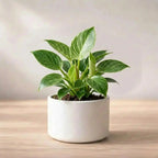 Philodendron Birkin Plant Sapling (1pc)