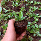 Philodendron Birkin Plant Sapling (1pc)
