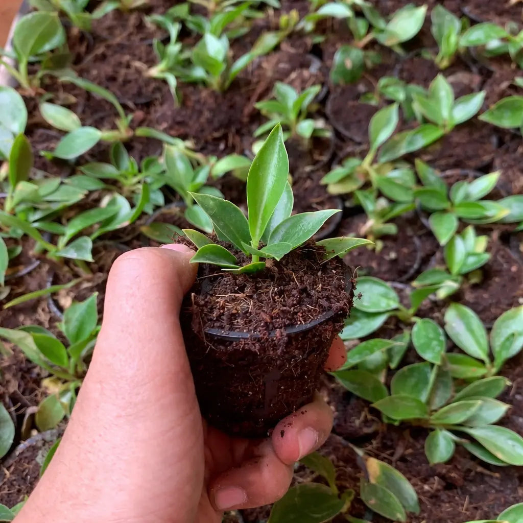 Philodendron Birkin Plant Sapling (1pc)