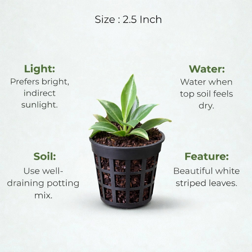 Philodendron Birkin Plant Sapling (1pc)