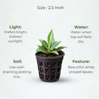 Philodendron Birkin Plant Sapling (1pc)