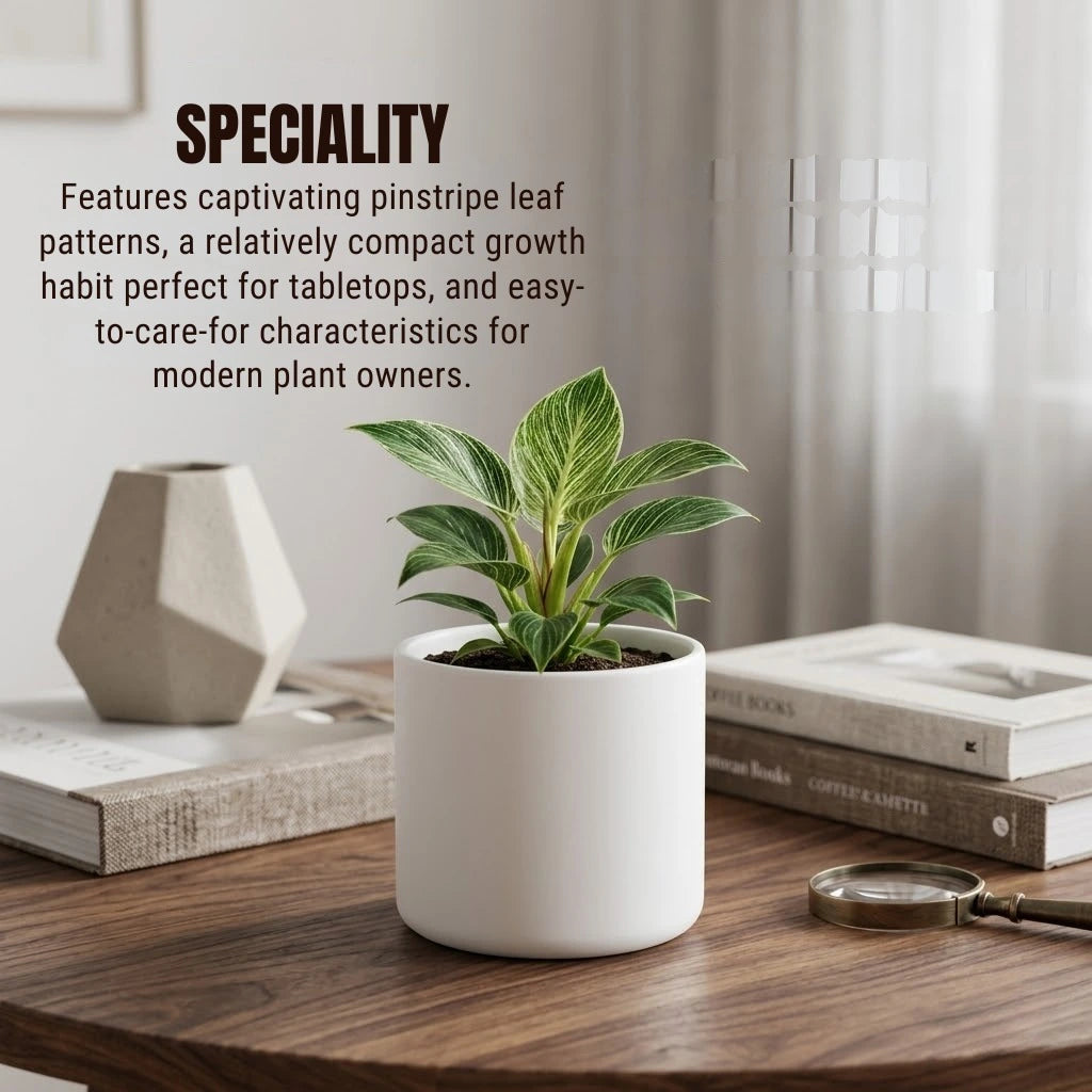 Philodendron Birkin Plant Sapling (1pc)