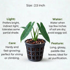 Philodendron Burle Marx Plant Sapling (1Pc)