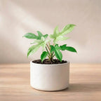 Philodendron Florida Ghost Plant Sapling (1Pc)