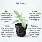 Philodendron Florida Ghost Plant Sapling (1Pc)