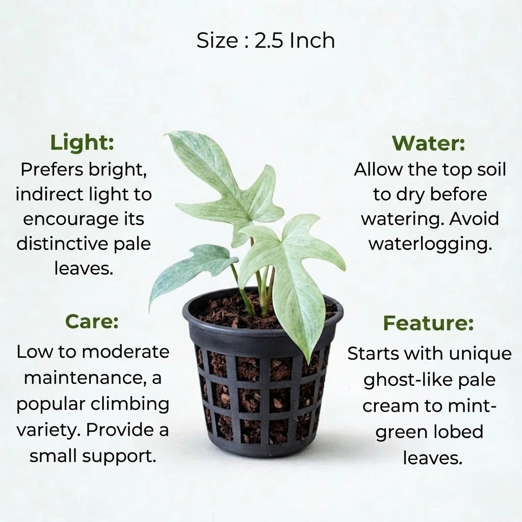 Philodendron Florida Ghost Plant Sapling (1Pc)