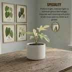 Philodendron Florida Ghost Plant Sapling (1Pc)
