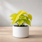 Philodendron Golden Plant Sapling (1pc)