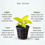 Philodendron Golden Plant Sapling (1pc)