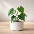Philodendron Heart Leaf Plant Sapling (1pc)