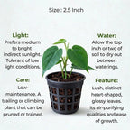 Philodendron Heart Leaf Plant Sapling (1pc)
