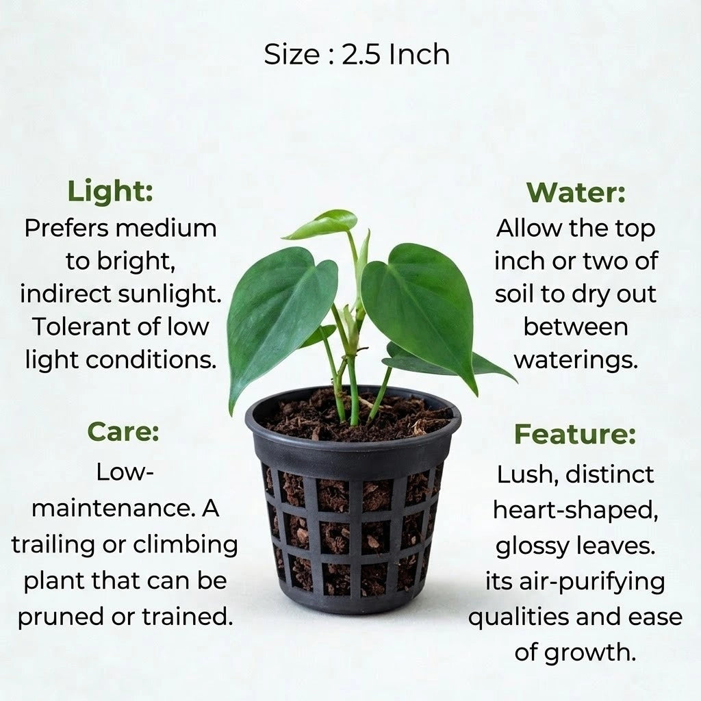 Philodendron Heart Leaf Plant Sapling (1pc)