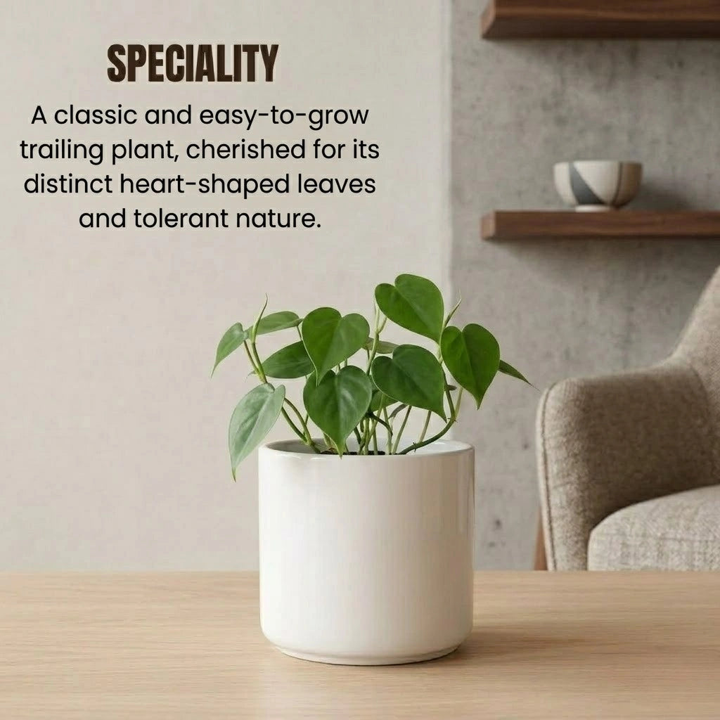 Philodendron Heart Leaf Plant Sapling (1pc)