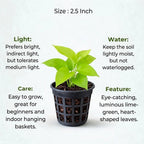Philodendron Moonshine Plant Sapling (1pc)