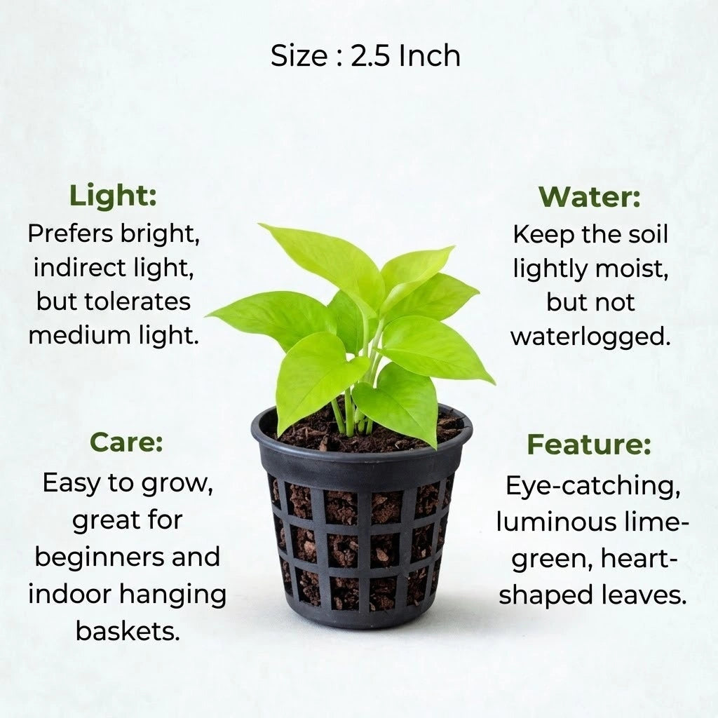 Philodendron Moonshine Plant Sapling (1pc)