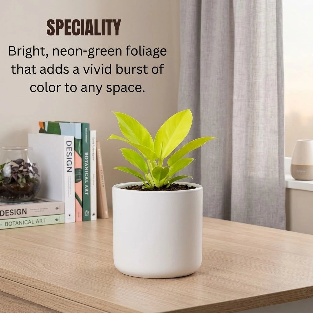 Philodendron Moonshine Plant Sapling (1pc)